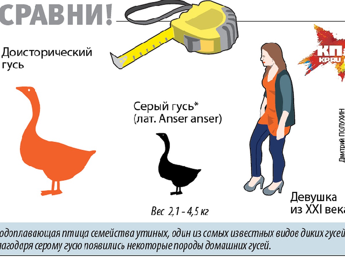 Сколько весит гусь. Доисторический Гусь. Гигантский Гусь. Рост гуся. Гарганорнис.