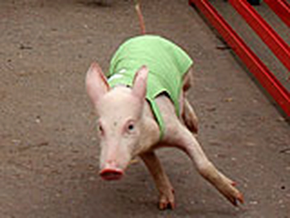 Поросячьи бега в Волгограде обошлись без жертв