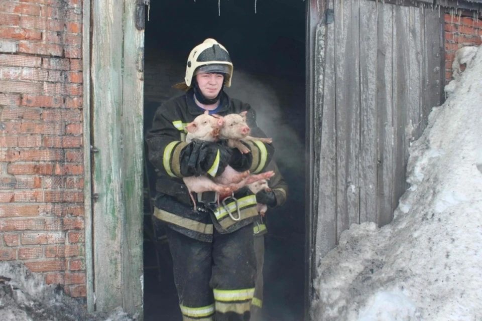 Томские пожарные оперативно вынесли всех животных из огня