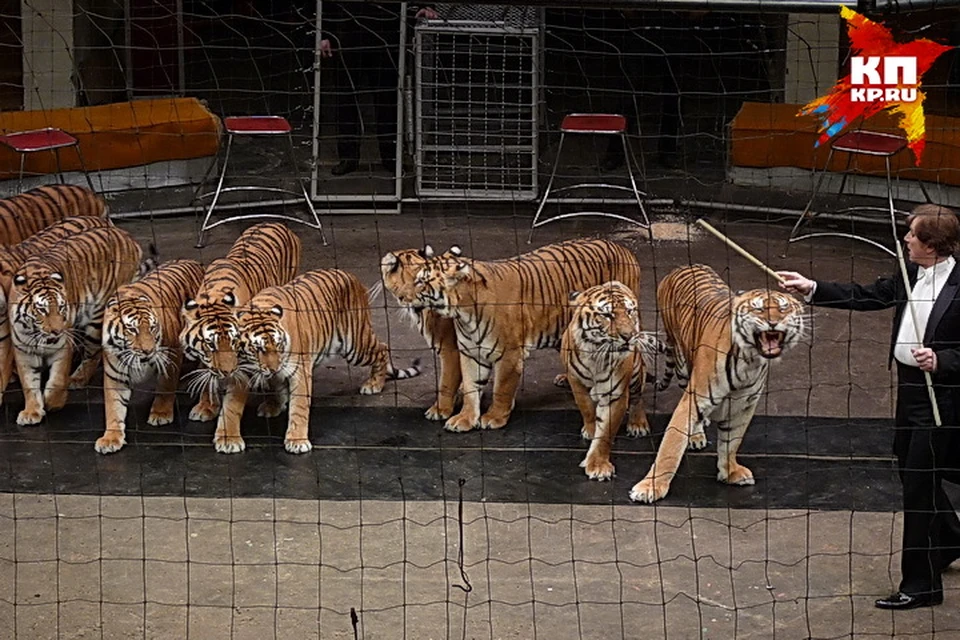 Королевские тигры Суматры.