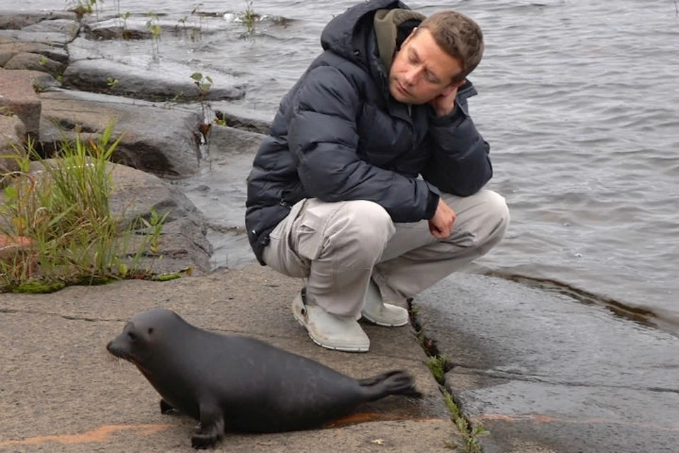 Крошик категорически отказался уходить от людей Фото: vk.com/sealrescue