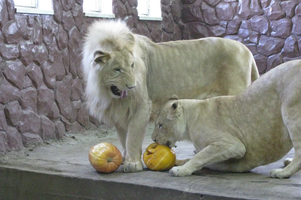 Белые львы Алмаз и Агата готовы делиться игрушками друг с другом Фото: Парк "Роев ручей"