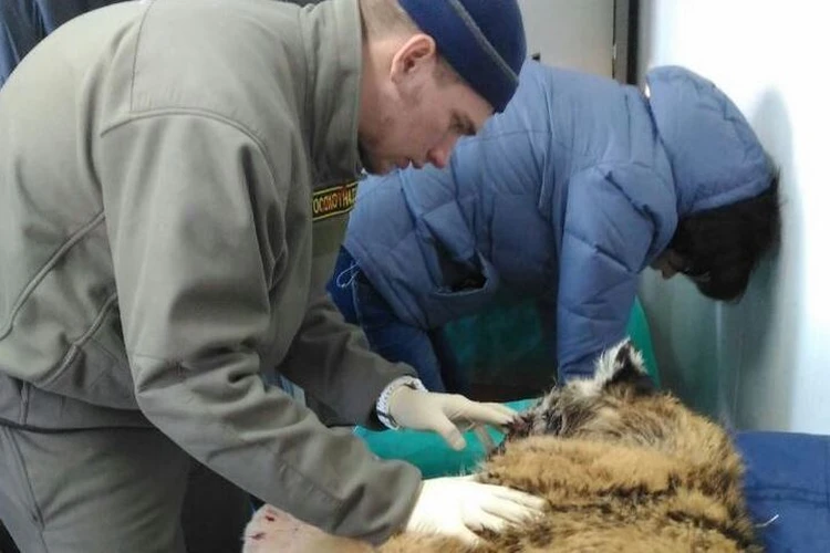 Оперированный в Приморье тигренок пошел на поправку