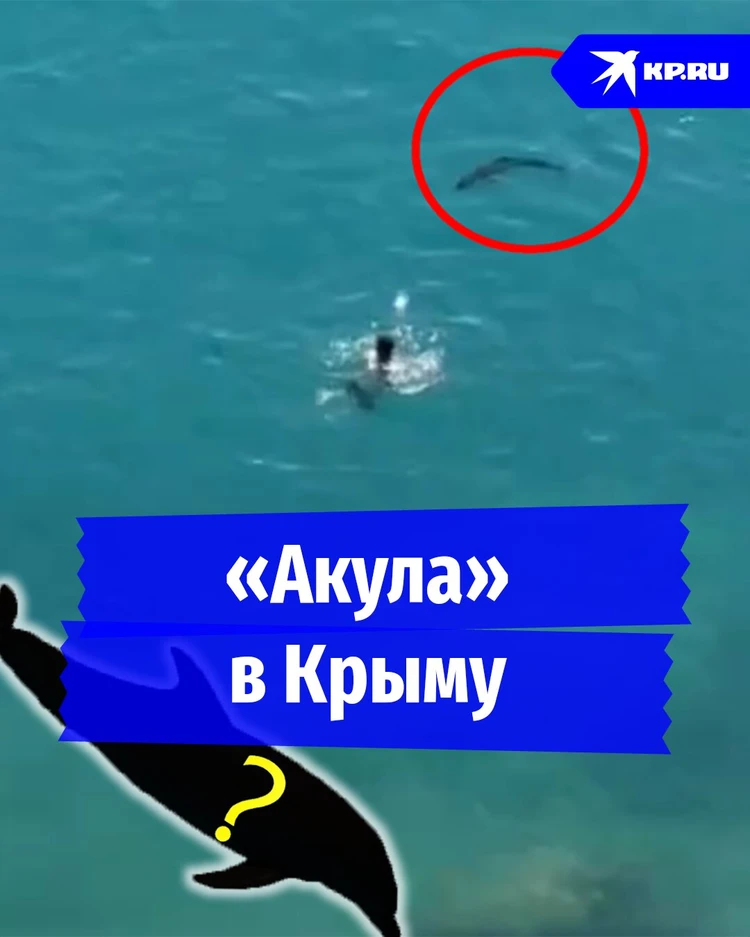 Опасны ли «крымские акулы» для человека?