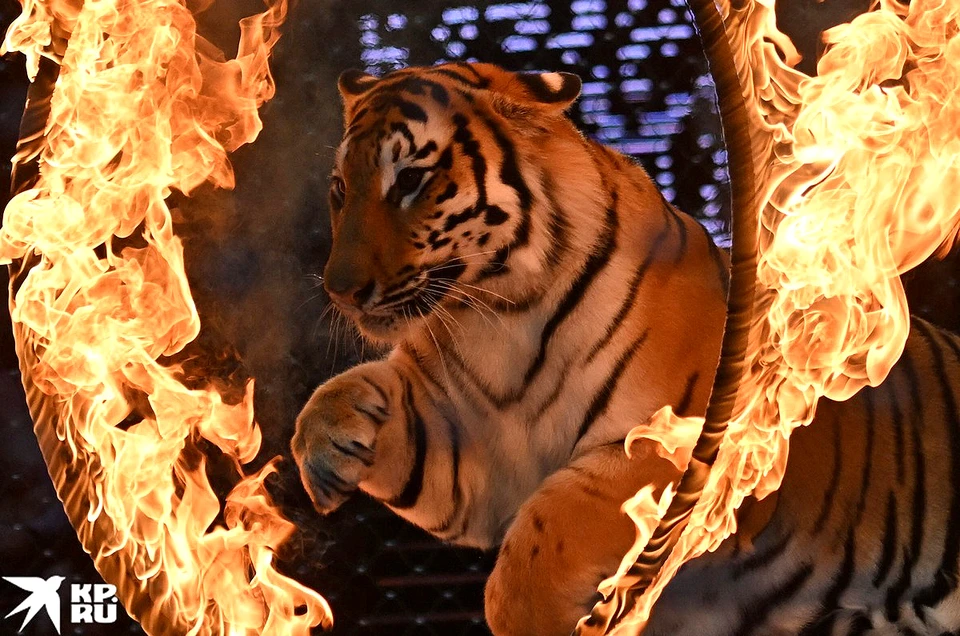 В цирке на Вернадского прошла открытая репетиция дрессировщиков братьев Запашных. Фото: Владимир ВЕЛЕНГУРИН