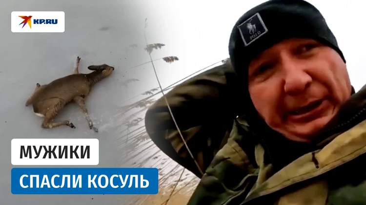 Рыбаки из Карасука спасли три десятка косуль, которые застряли на замёрзшем озере