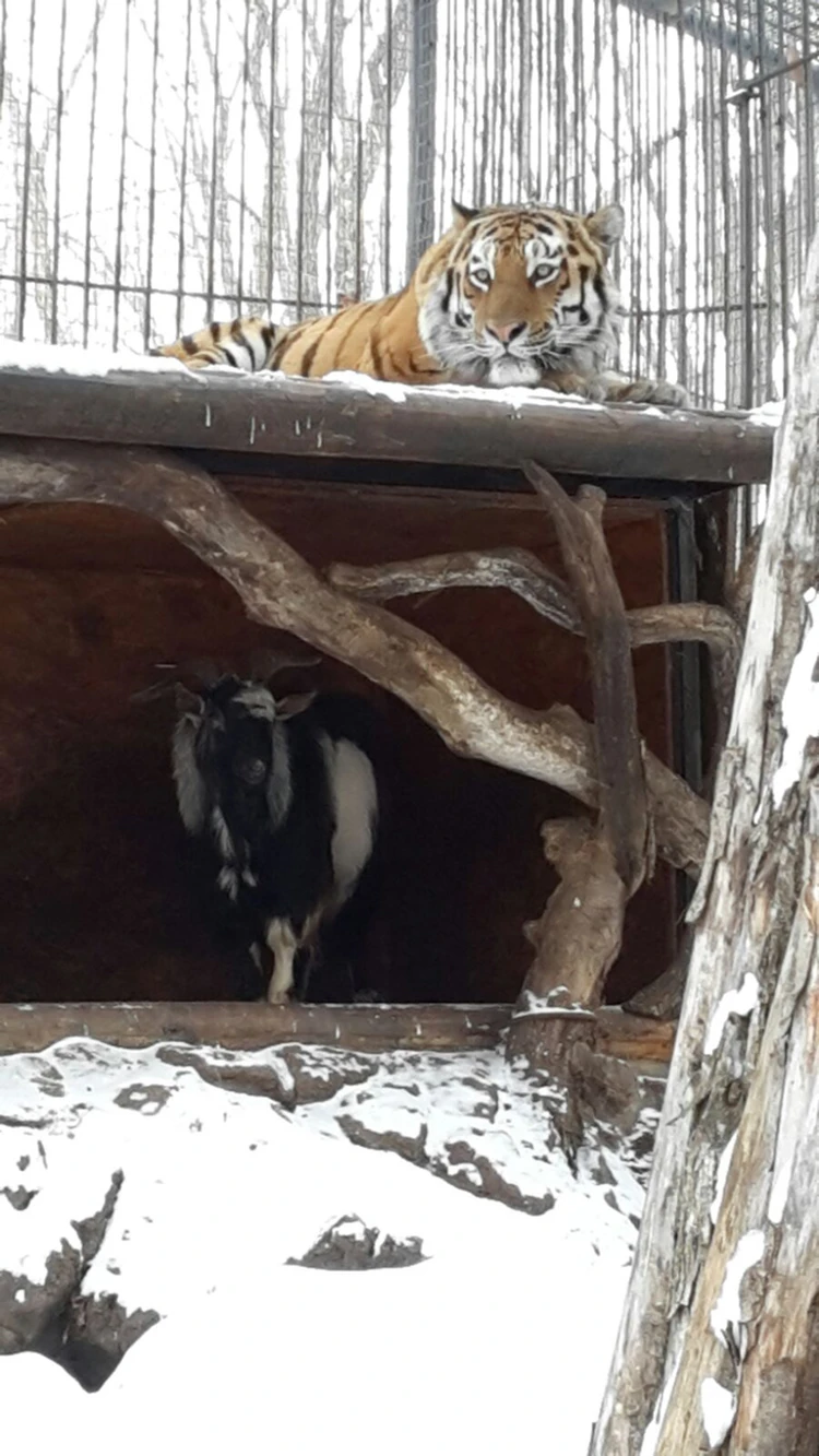 Новое в жизни козла и тигра из Приморья: второй дом, герб и неприятные  слухи - KP.RU