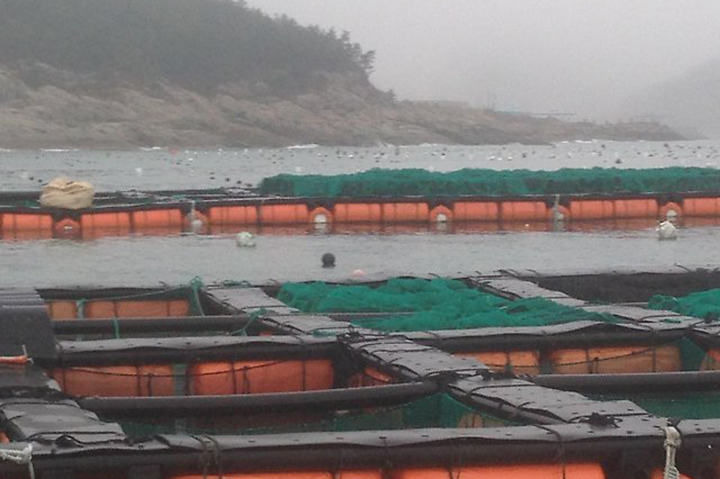 На морской ферме по выращиванию ракушек работа несложная, но низкооплачиваемая