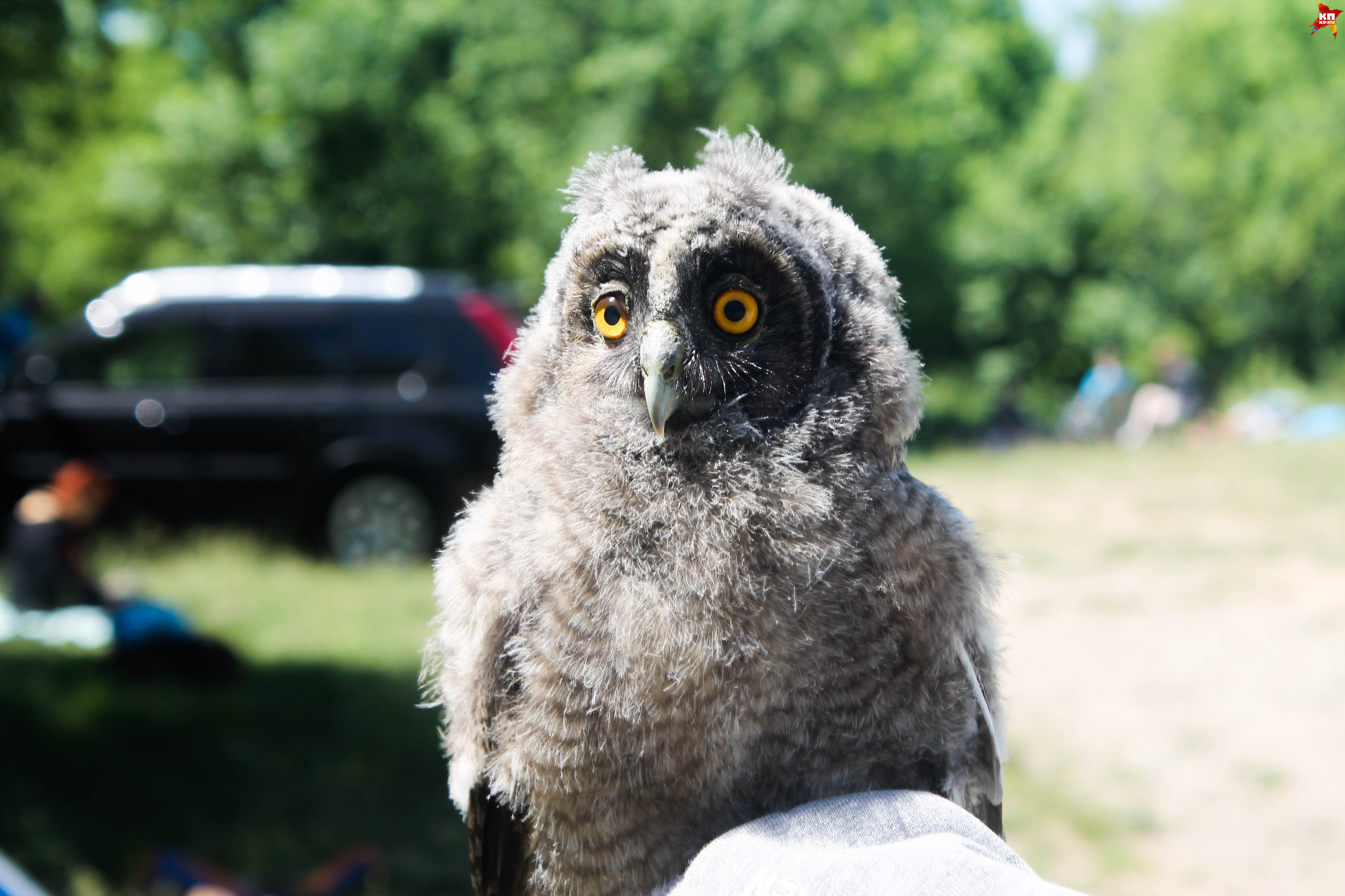 После фотосессии хищную птицу выпустили в тёмное место подальше от людей