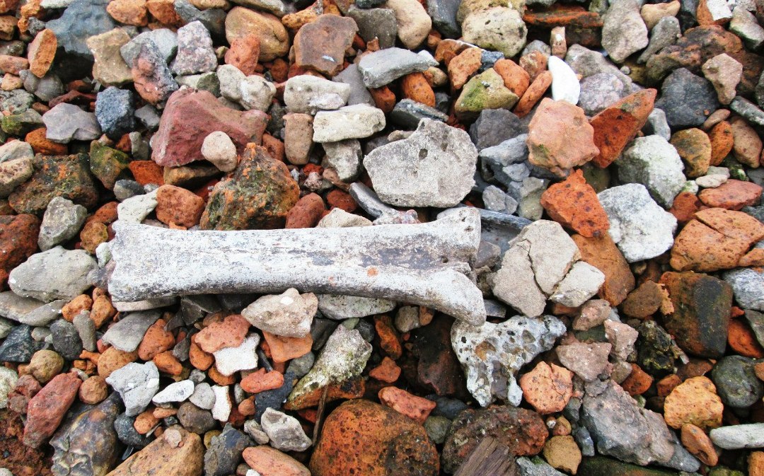 Бывают и такие находки. Фото: Татьяна Вавилова