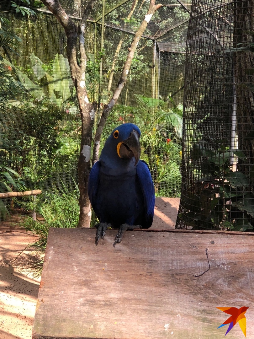 Попугай в парке птиц в Фоз-ду-Игуасу