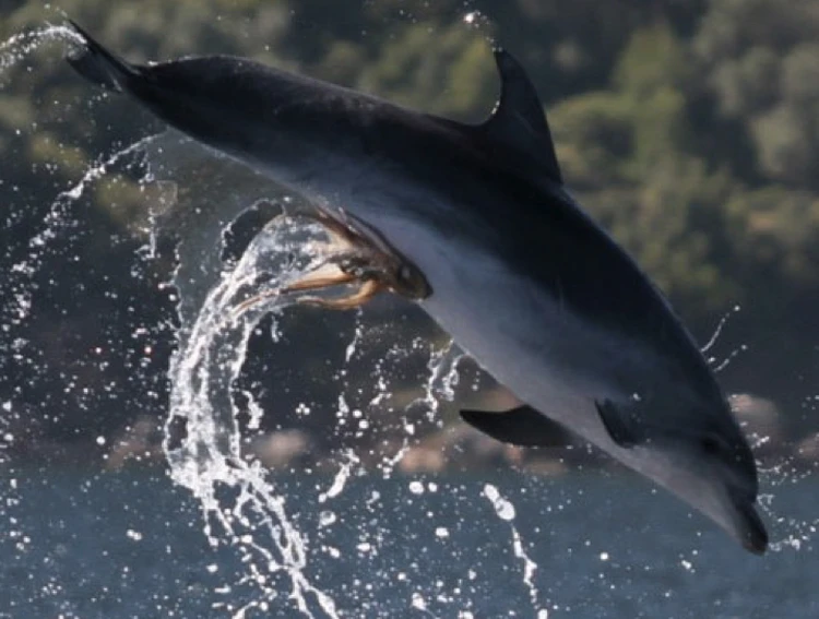 Дельфины-насильники и браки на дне: самые странные сексуальные привычки животных