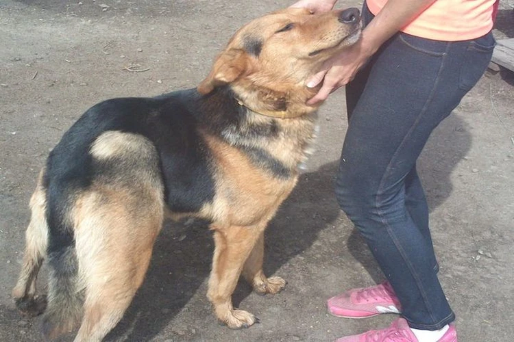 Променяет лакомства на внимание»: горбатый пес Квазимодо семь лет ждет свою  семью - KP.RU