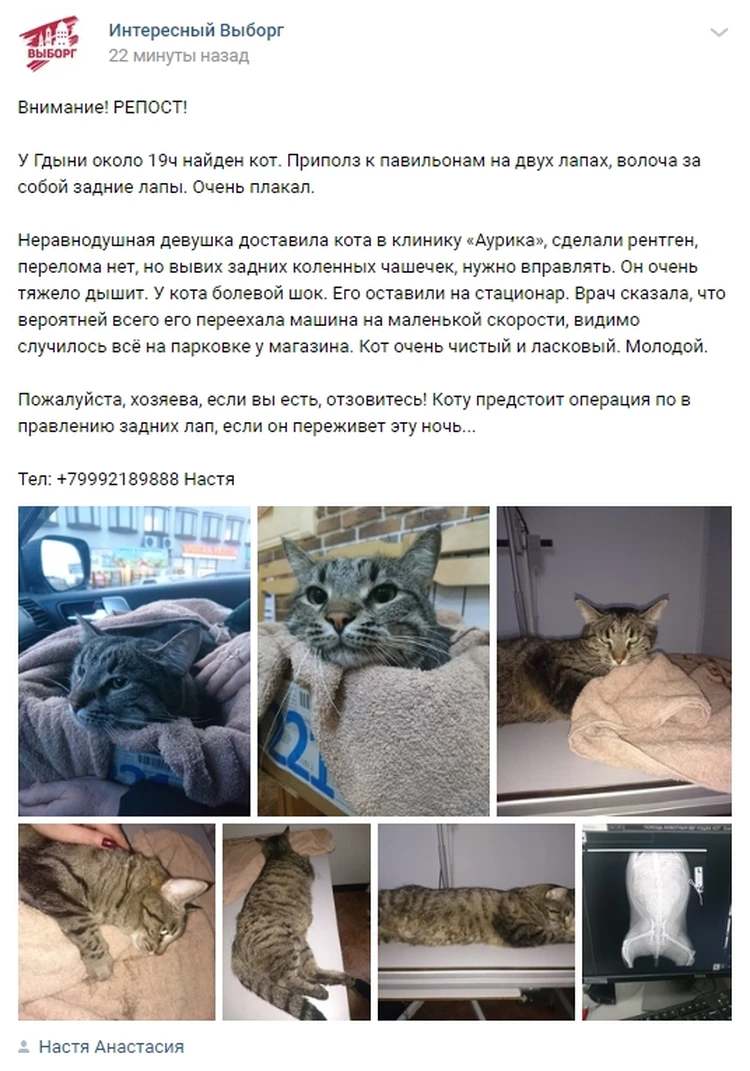 Приполз на передних лапах»: В Выборге спасают заплаканного кота, которого  переехала машина - KP.RU