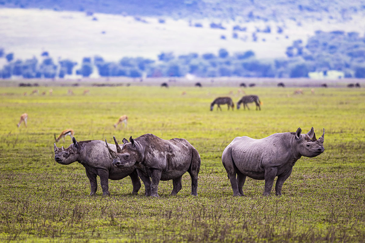 На сафари в национальные парки Танзании можно слетать с Занзибара, такие экскурсии есть, в основном двух- и трехдневные. Полноценные сафари-туры – это уже неделя.