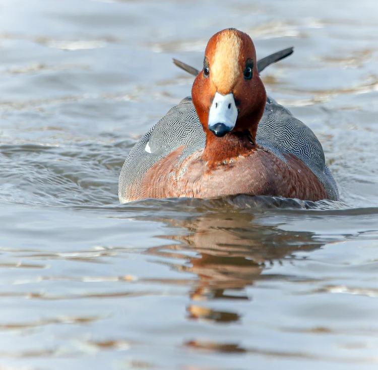 Naberejnye Chelnida fohishani qayerdan topsam boladi? Xotinini sikayotgan qoshni surati