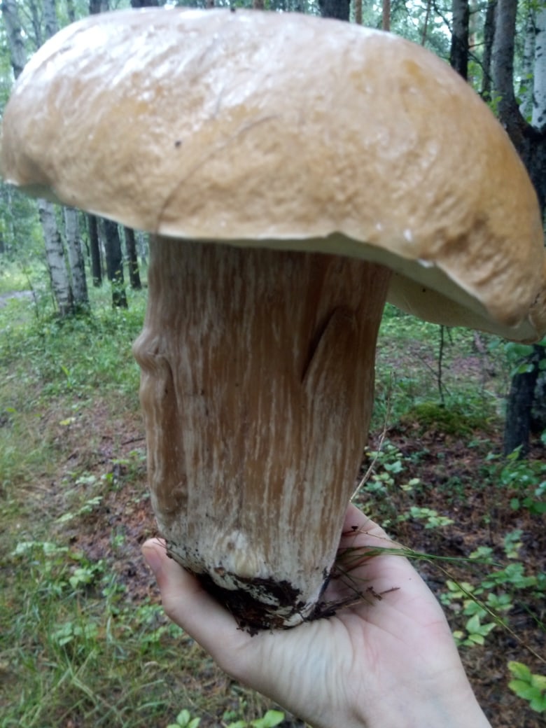 Топовые грибные места Челябинской области: где растут белые лисички и подосиновики