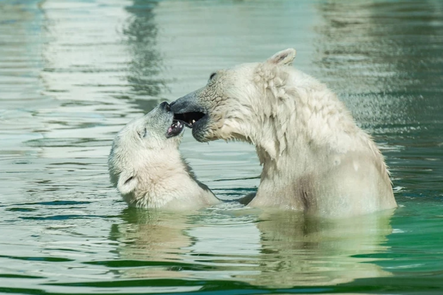 Фото: ростовский зоопарк