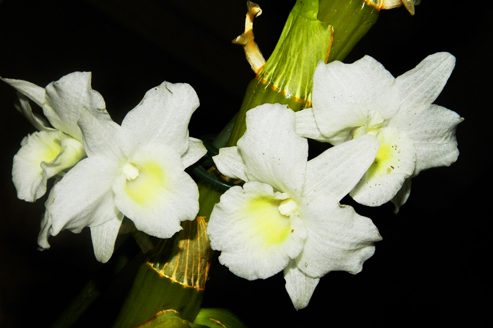 Dendrobium. Foto: Ksenia Duryagina