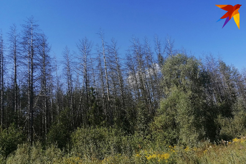 Tato oblast mrtvého lesa byla zaznamenána v roce 2022 na Slavyanskoye Highway poblíž Iževska. Odborníci z ministerstva přírodních zdrojů mají také podezření na výskyt nějakého škůdce, možná borůvky.