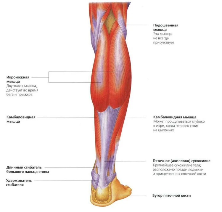 Камбаловидная мышца тянется выше пятки, но ниже двуглавой икроножной мышцы.