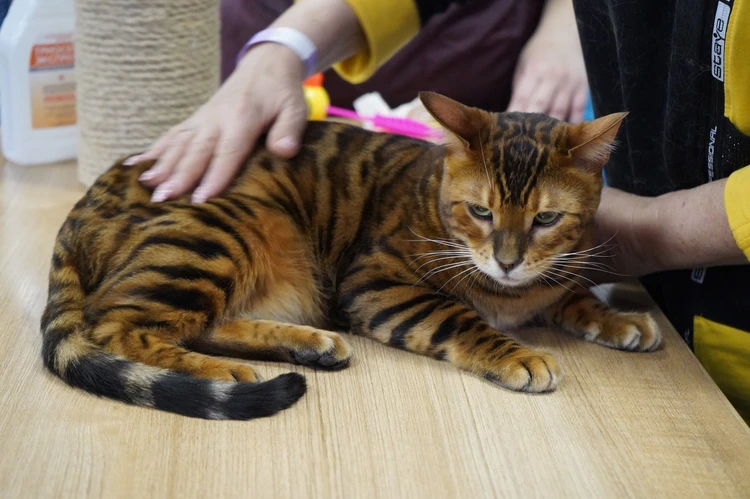 В Томске две бездомные кошки нашли новых хозяев после