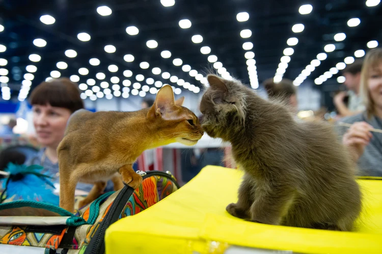 Ваш кот умеет говорить! Ветеринар объяснил, как расшифровать мяуканье -  KP.RU