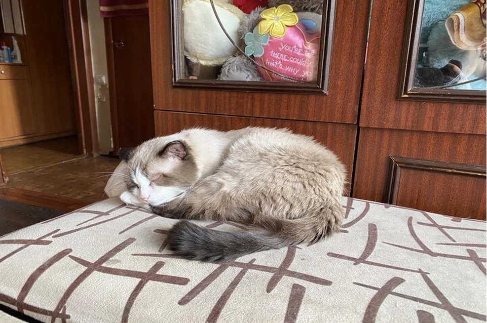 Кот Дашун
