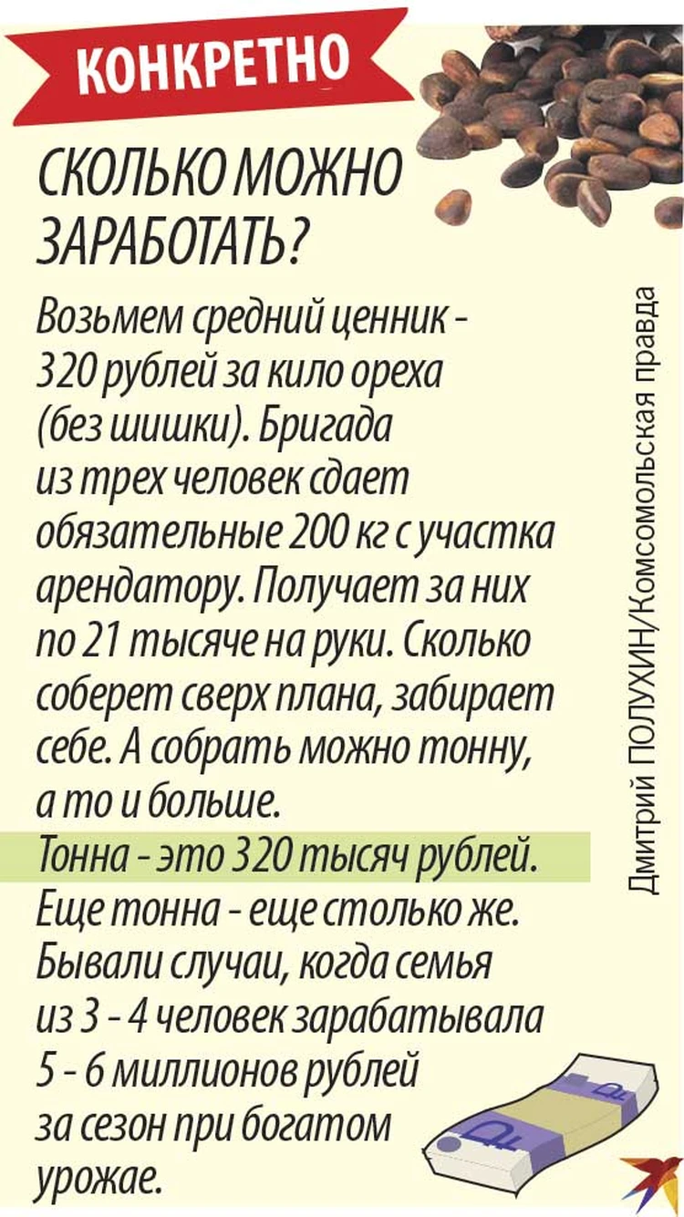 За месяц можно заработать миллион: Как в России устроен бизнес по сбору  кедровых шишек - KP.RU