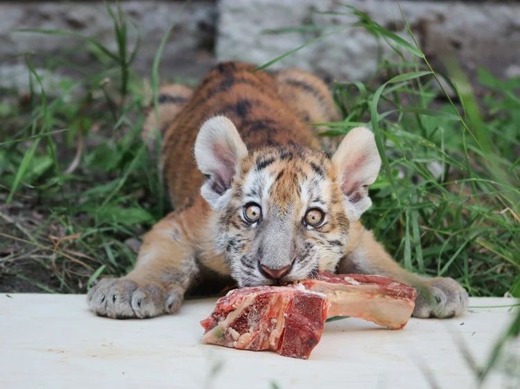 Қыз шынымен сорады үлкен мүшесі