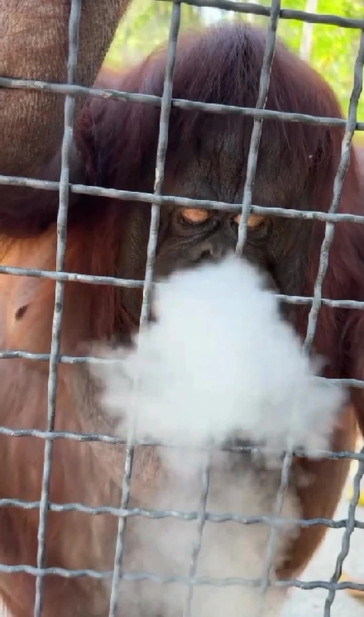 Kamishin bir kechalik munosabatlar