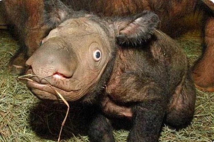 Яванский носорог: самый редкий носорог