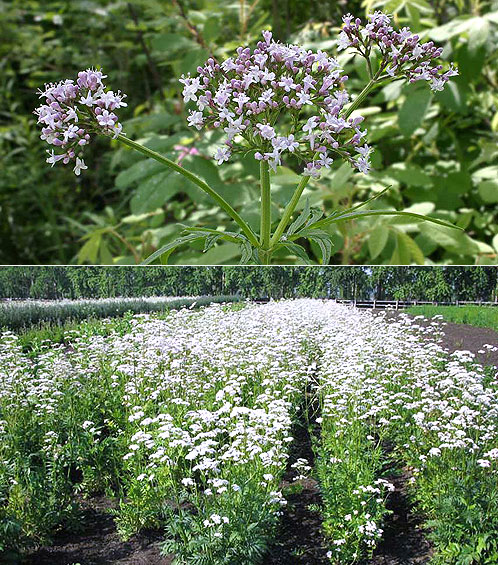 Valerian officinalis květina a záhony
