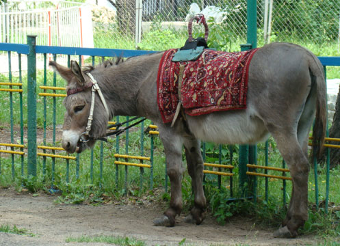 Отдыхаем в парках и скверах Тулы