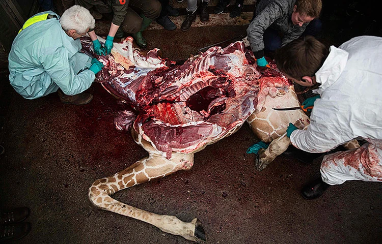 После убийства жирафа в Дании на глазах у детей расчленили волка - KP.Ru