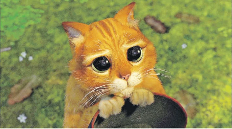 Кошка Пушинка — Писко – кот, похожий на кота в сапогах из «Шрека»