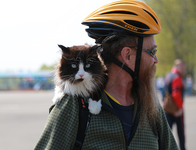 В Красноярске эта парочка знаменита: велосипедист всюду ездит со своим котом.